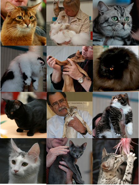 Collection of CFA recognized breeds